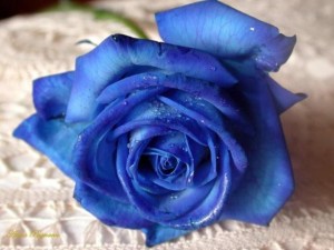 Egyedi kék rózsa