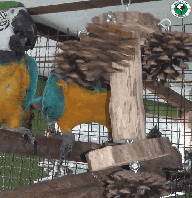 fa játék papagájoknak
